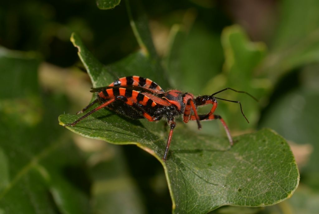 Reduviidae: Rhynocoris rubricus